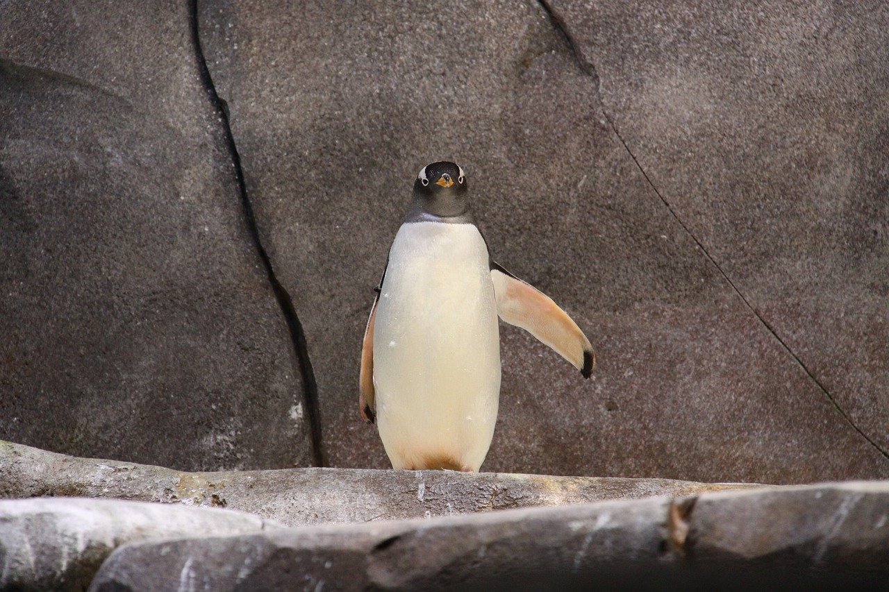 ペンギンに金星人説が浮上！￼